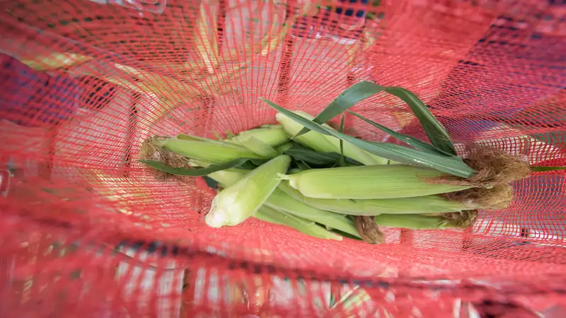 Fresh ears of corn inside a red mesh produce sack.